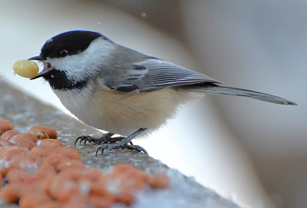 Bergamo Scenic Walks: Average Time & Route Durations 2025